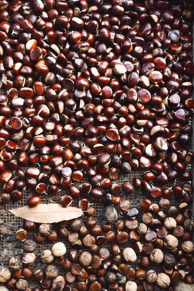 OLYMPUS DIGITAL CAMERA castagne 3