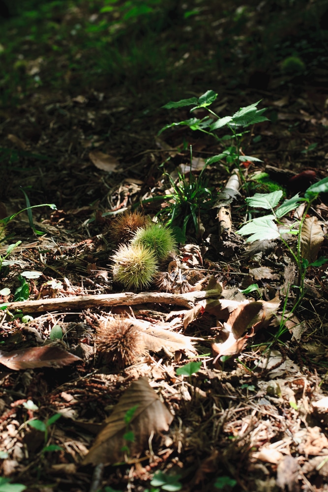 castagne castagne